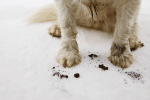 Hindarkan hewan peliharaan dari karpet